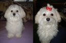 Photo: Maltese (Dog standard)