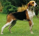 Photo: Medium-sized anglo-french hound (Dog standard)