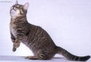 Photo: Munchkin (Cat)