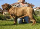 Photo: Neapolitan mastiff (Dog standard)