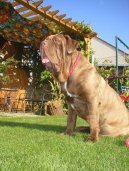 Photo: Neapolitan mastiff (Dog standard)