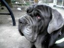 Photo: Neapolitan mastiff (Dog standard)