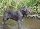 Photo: Neapolitan mastiff (Dog standard)