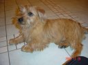 Photo: Norfolk terrier (Dog standard)