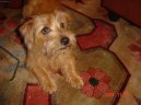 Photo: Norfolk terrier (Dog standard)