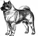 Photo: Norwegian elkhound black (Dog standard)