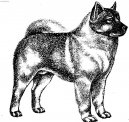 Photo: Norwegian elkhound grey (Dog standard)