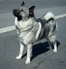 Photo: Norwegian elkhound grey (Dog standard)