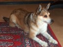 Photos: Norwegian lundehund (Dog standard) (pictures, images)