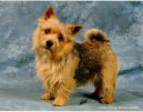 Photo: Norwich terrier (Dog standard)