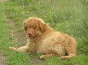 Photo: Nova scotia duck tolling retriever (Dog standard)