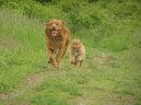 Photo: Nova scotia duck tolling retriever (Dog standard)