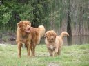 Photo: Nova scotia duck tolling retriever (Dog standard)