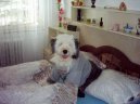 Photo: Old english sheepdog (bobtail) (Dog standard)