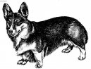 Photo: Pembroke welsh corgi (Dog standard)