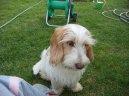 Photo: Petit basset griffon vendeen (Dog standard)