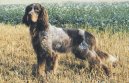 Photo: Picardy spaniel (Dog standard)