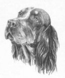 Photo: Picardy spaniel (Dog standard)