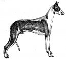 Photo: Podenco ibicenco (Dog standard)