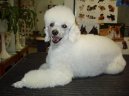 Photos: Poodle, caniche (Dog standard) (pictures, images)