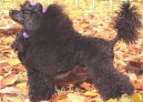 Photos: Poodle, caniche (Dog standard) (pictures, images)