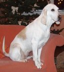 Photos: Porcelaine (Dog standard) (pictures, images)