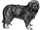 Photo: Portuguese sheepdog (Dog standard)