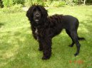 Photo: Portuguese water dog (Dog standard)