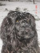 Photo: Portuguese water dog (Dog standard)