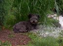 Photo: Pumi (Dog standard)