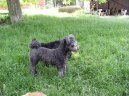 Photo: Pumi (Dog standard)