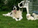 Photo: Pyrenean mastiff (Dog standard)