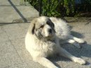 Photo: Pyrenean mountain dog (Dog standard)