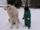 Photo: Pyrenean mountain dog (Dog standard)