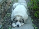 Photo: Pyrenean mountain dog (Dog standard)