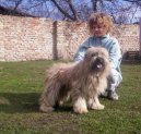 Photo: Pyrenean sheepdog long-haired (Dog standard)