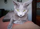 Photos: Russian blue (cat] (pictures, images)