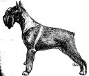 Photo: Schnauzer (Dog standard)