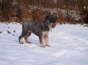 Photo: Schnauzer (Dog standard)