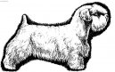 Photos: Sealyham terrier (Dog standard) (pictures, images)