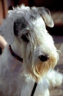 Photos: Sealyham terrier (Dog standard) (pictures, images)