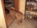 Photo: Shar-Pei (Dog standard)