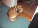 Photo: Shar-Pei (Dog standard)