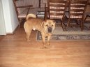 Photo: Shar-Pei (Dog standard)