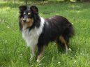 Photo: Shetland sheepdog (Dog standard)