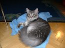 Photos: Siberian (cat) (pictures, images)