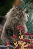 Photos: Siberian (cat) (pictures, images)