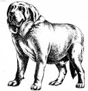 Photo: Spanish mastiff (Dog standard)