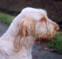 Photo: Spinone (Dog standard)