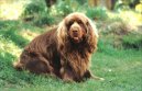 Photo: Sussex spaniel (Dog standard)